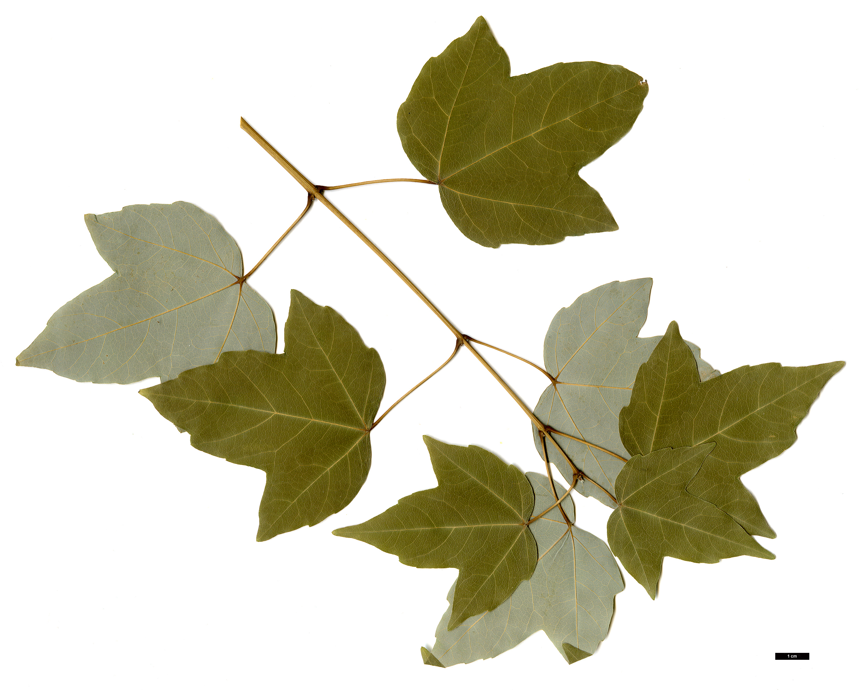 High resolution image: Family: Sapindaceae - Genus: Acer - Taxon: buergerianum - SpeciesSub: subsp. ningpoense